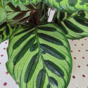 PLANTAS DE INTERIOR