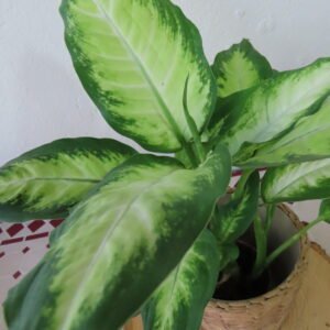 PLANTAS FÁCIL CUIDADO