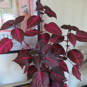 PLANTAS