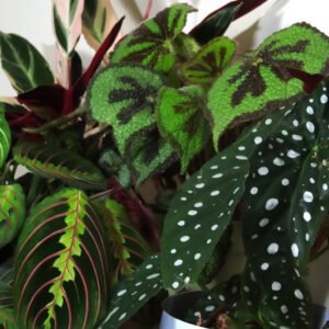 PLANTAS DE COLECCIÓN